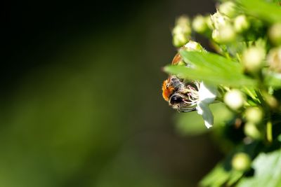 Close-up of bee pollinating flower