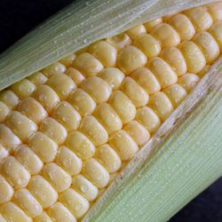 Close up of corn