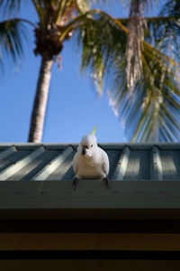 It s always amazing to see birds in the wild, closed to human activities