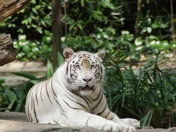 Alert white tiger looking away