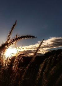 Close-up of plants against sky at sunset