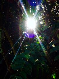 Sun shining through trees