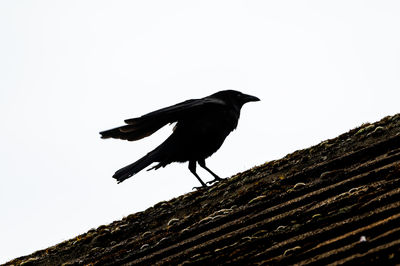 Low angle view of bird perching on wood against clear sky