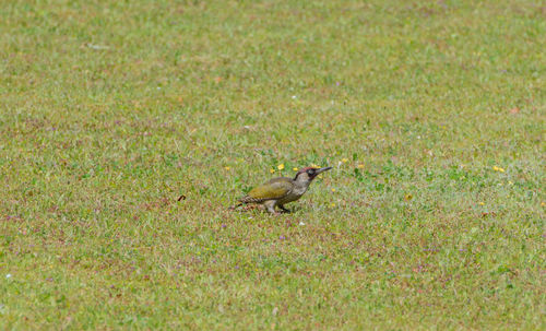 Bird perching on grass