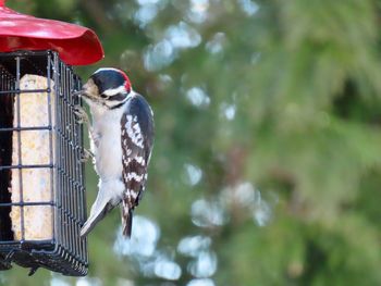 Close-up of woodpecker perching on feeder