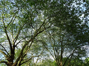 Low angle view of trees against sky