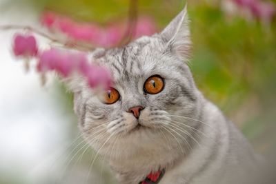 Close-up portrait of tabby cat