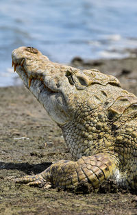 Close-up of crocodile