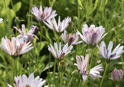 Close-up of purple flowers growing on field