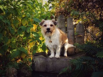 Portrait of dog against plants