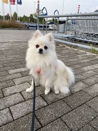 pet