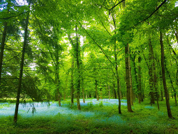 Trees in forest