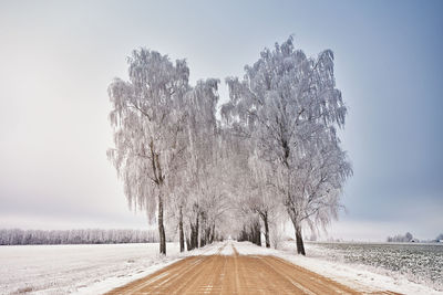 Birch trees alley in frost. winter rural dirt road. overcast dramatic cloudy sky. snow covered field