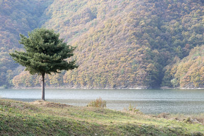 Scenic view of river by trees on mountain