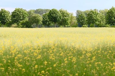 Scenic view of oilseed rape field against sky