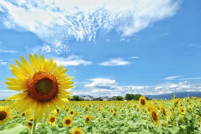 Scenic view of sunflower field against sky