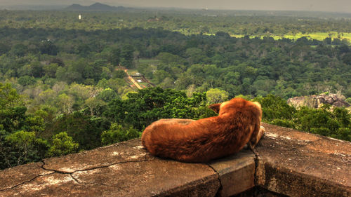 Scenic view of landscape