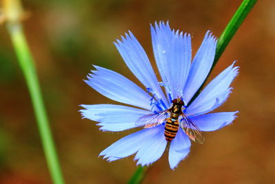 Close-up of insect on purple flower