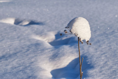 Dried plant covered with snow in winter field.