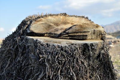 Close-up of lizard on tree trunk