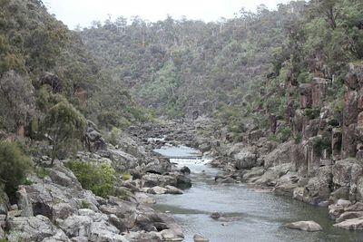 Stream flowing through forest