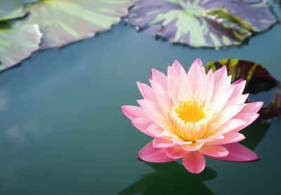 Close-up of water lily in lake