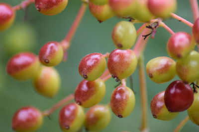 Close-up of grapes growing on plant