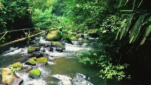 River flowing through forest