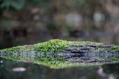 Close-up of moss covered wood at lake
