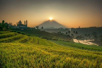 Scenic view of agricultural field against sky during sunset