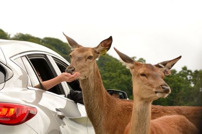 Cropped image of person touching fallow deer