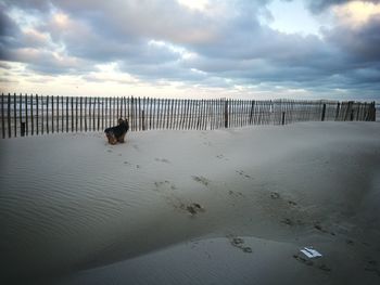 Dog on beach against sky