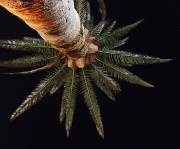 Close-up of green leaves on branch against black background