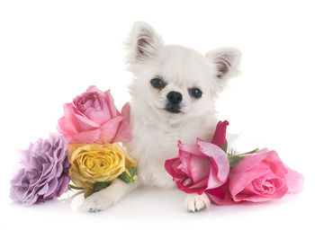 Portrait of cute puppy with colorful roses sitting against white background