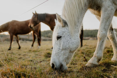 Horse standing on field