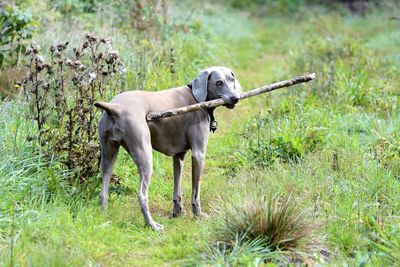 Dog with stick in mouth standing on grass