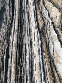 Full frame shot of tree trunk