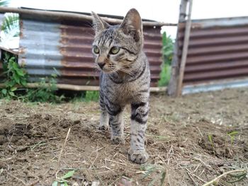 Portrait of tabby cat