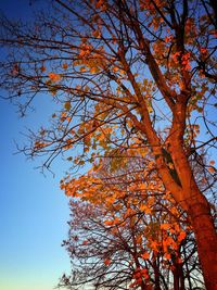 Low angle view of trees against clear sky