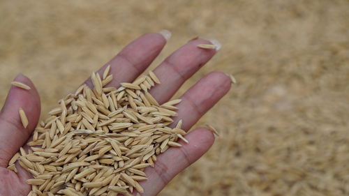 Close-up of hand holding  unplolish rice