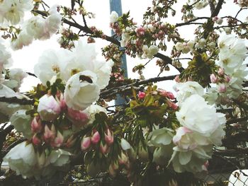 Low angle view of cherry blossom tree