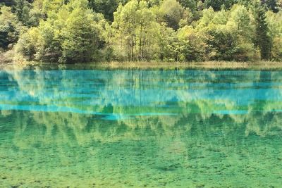 Reflection of trees in water
