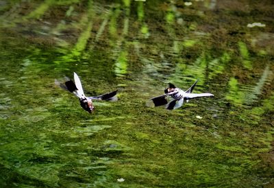 High angle view of birds flying over lake