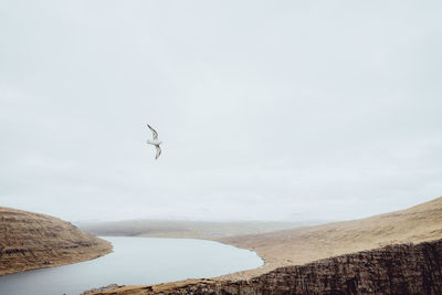 Seagulls flying over sea against sky