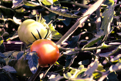 Close-up of apple growing on tree