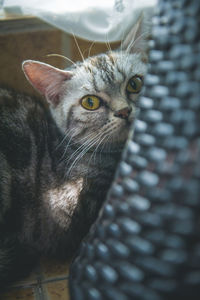 Close-up portrait of a cat looking away