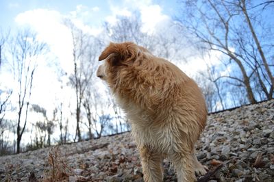 Dog standing on stones at field