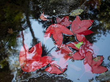 High angle view of autumn leaves floating on lake