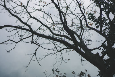 Low angle view of silhouette bare tree against sky