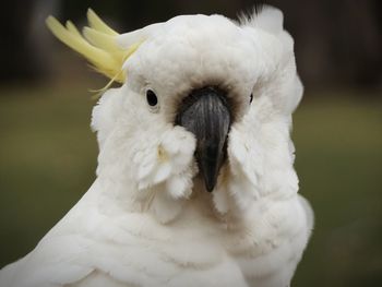 Close-up portrait of cockatoo